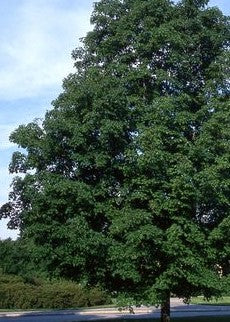 ACER SACCHARUM GREEN MOUNTAIN / GREEN MOUNTAIN SUGAR MAPLE