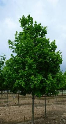 ACER SACCHARUM LEGACY / LEGACY SUGAR MAPLE