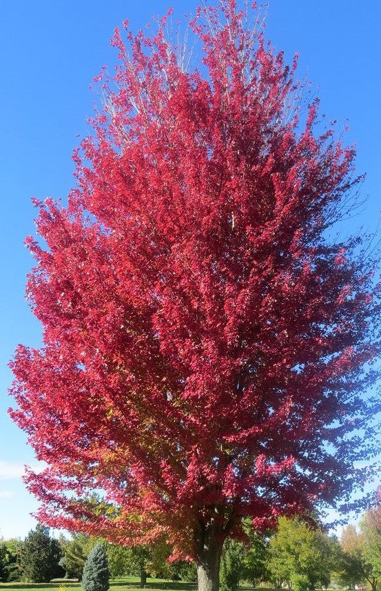 ACER X FREEMANII AUTUMN BLAZE® / AUTUMN BLAZE® MAPLE