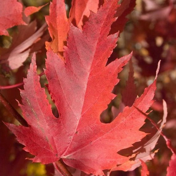 ACER X FREEMANII FIREFALL / FIREFALL™ MAPLE – Diggin it Nursery