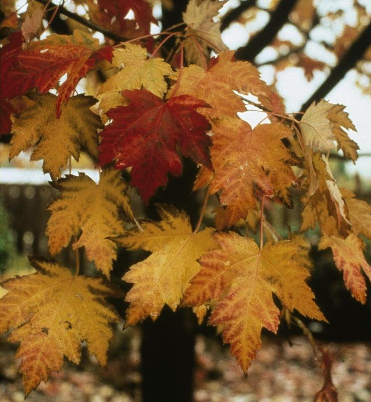 ACER X FREEMANII MARMO / MARMO MAPLE