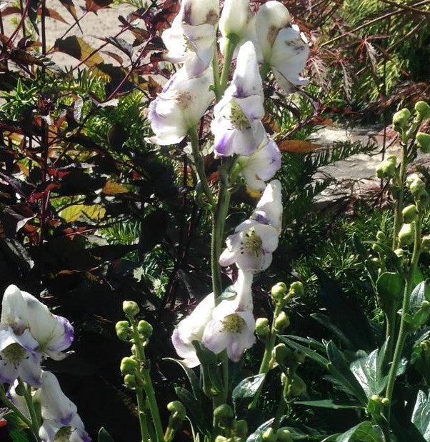 ACONITUM CAMMARUM ELEANORA / MONKSHOOD