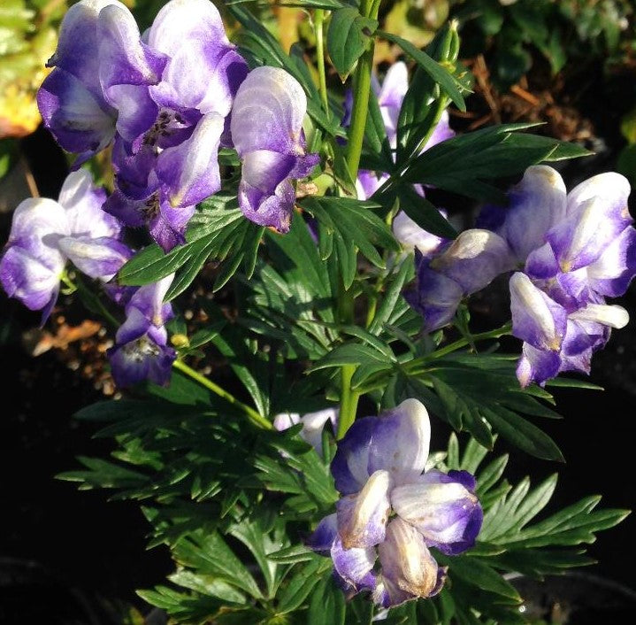 ACONITUM X CAMMARUM BICOLOR / MONKSHOOD