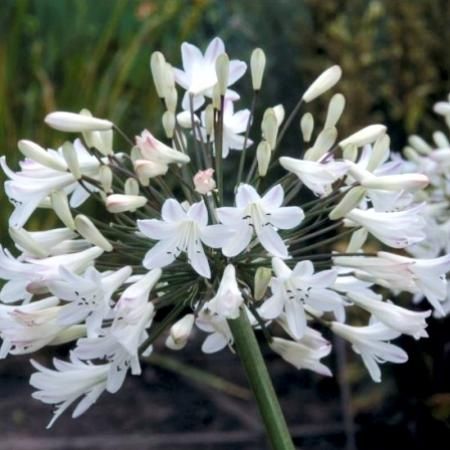 AGAPANTHUS AFRICANUS ALBIDUS / LILY OF THE NILE