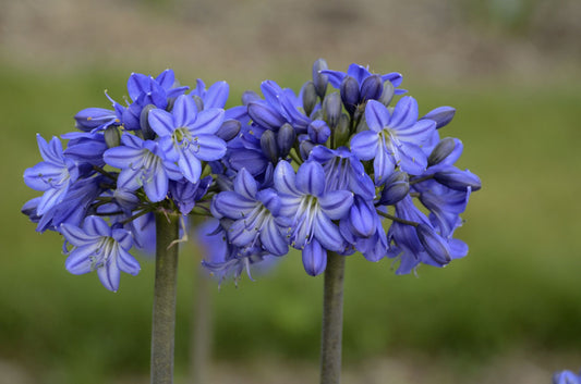 AGAPANTHUS X GALAXY BLUE / LILY OF THE NILE