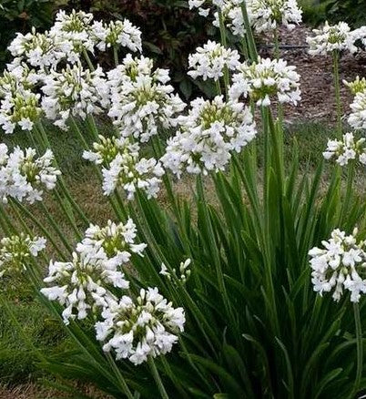 AGAPANTHUS X GALAXY WHITE / LILY OF THE NILE