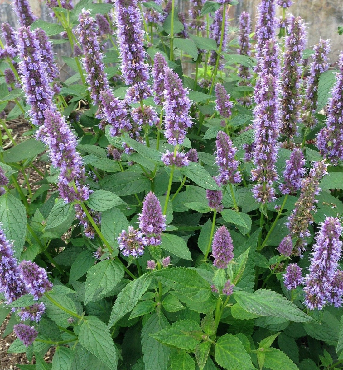 AGASTACHE FOENICULUM BLUE FORTUNE / ANISE HYSSOP
