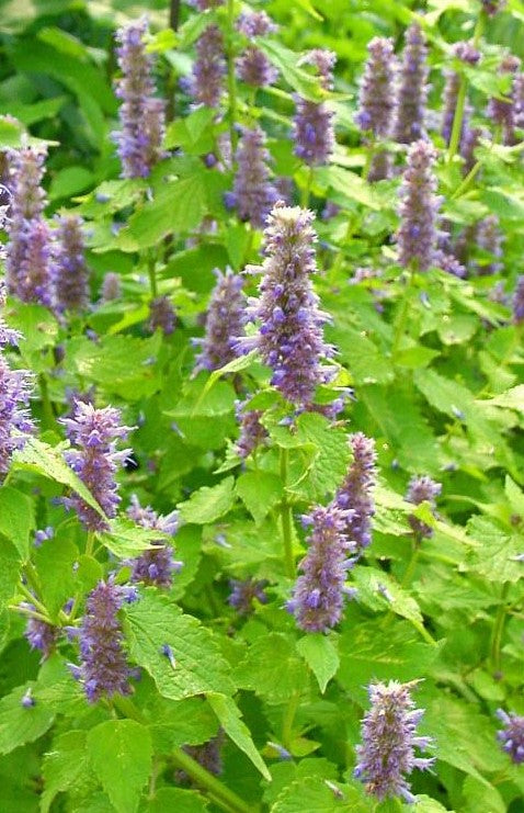 AGASTACHE RUGOSA GOLDEN JUBILEE / GOLDEN JUBILEE HYSSOP