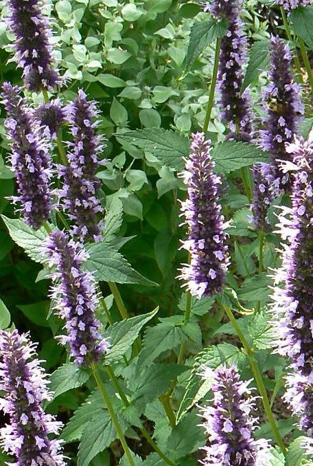 AGASTACHE X BLACK ADDER / HYSSOP