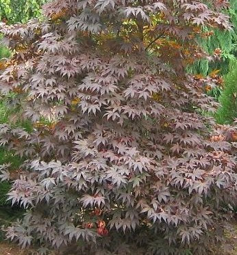 ACER PALMATUM EMPEROR1® WOLFF / EMPEROR1® JAPANESE MAPLE