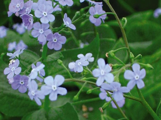 BRUNNERA MACROPHYLLA / SIBERIAN BUGLOSS