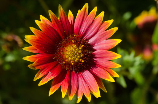 GAILLARDIA X GRANDIFLORA ARIZONA RED SHADES / BLANKET FLOWER