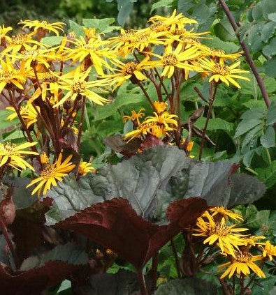 LIGULARIA DENTATA MIDNIGHT LADY / BIGLEAF LIGULARIA