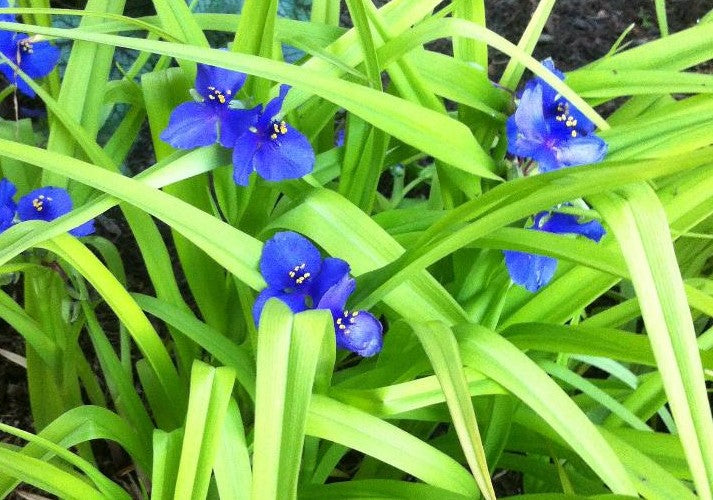 TRADESCANTIA X SWEET KATE / SPIDERWORT