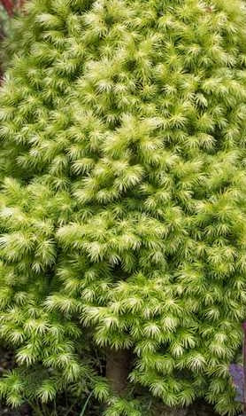 PICEA GLAUCA RAINBOW&