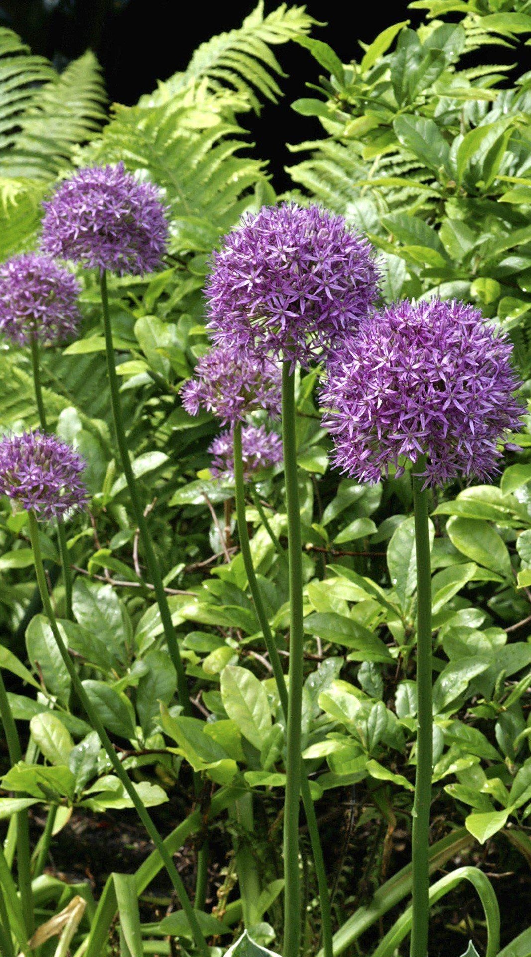 ALLIUM GIGANTEUM / ORNAMENTAL ONION