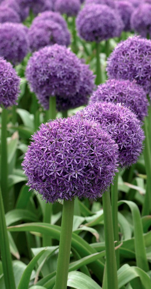 ALLIUM GLOBEMASTER / ORNAMENTAL ONION
