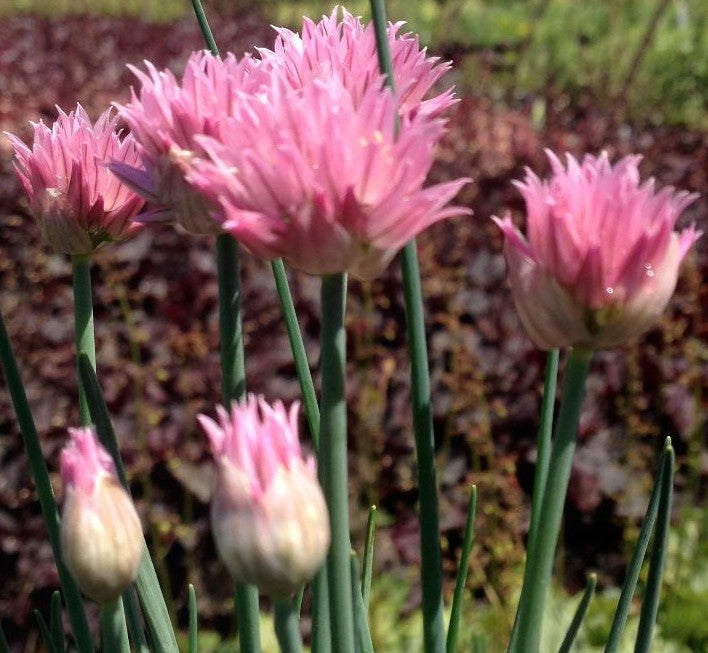 ALLIUM SCHOENOPRASUM RISING STAR / CHIVES