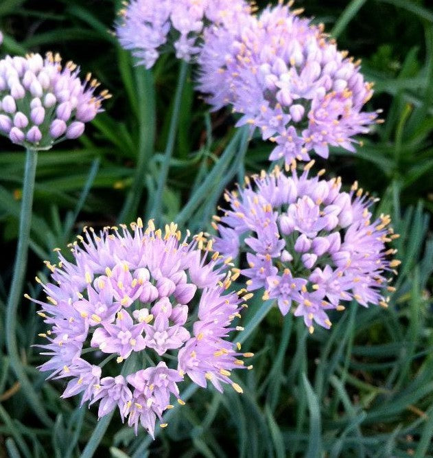 ALLIUM SENESCENS BLUE EDDY / PINK CURLY ONION