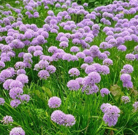 ALLIUM X MILLENIUM / ORNAMENTAL ONION