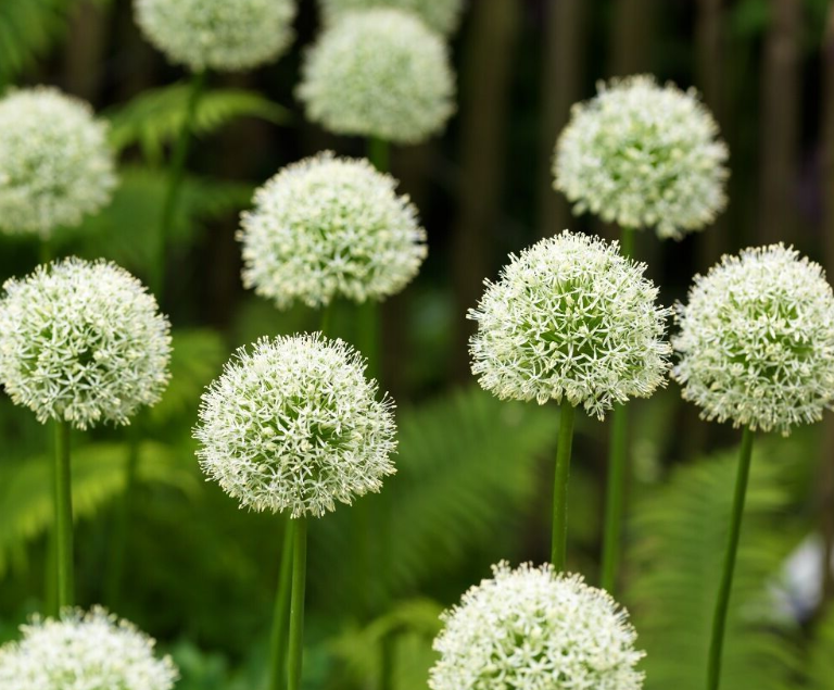 ALLIUM X MOUNT EVEREST / ORNAMENTAL ONION