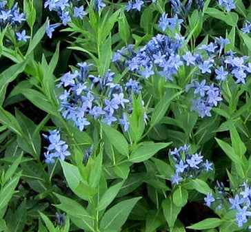 AMSONIA X BLUE ICE / BLUE STAR