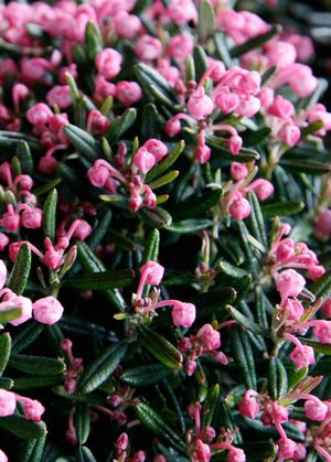 ANDROMEDA POLIFOLIA BLUE ICE / BLUE ICE BOG ROSEMARY