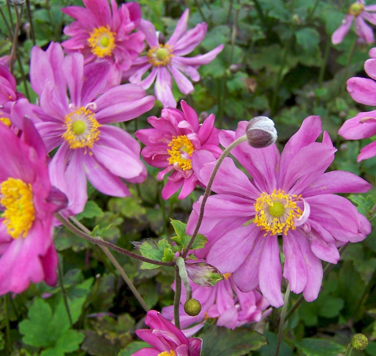 ANEMONE HUPEHENSIS PRINCE HENRY / JAPANESE ANEMONE
