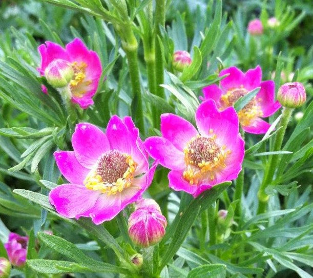 ANEMONE MULTIFIDA RUBRA / CUTLEAF ANEMONE