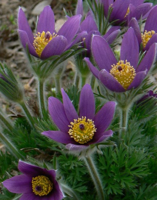 ANEMONE PULSATILLA VULGARIS / PASQUE FLOWER