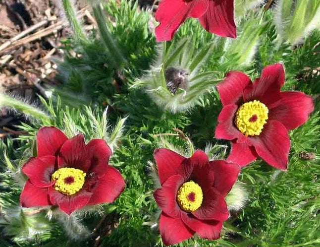 ANEMONE PULSATILLA VULGARIS ROTE GLOCKE / PASQUE FLOWER