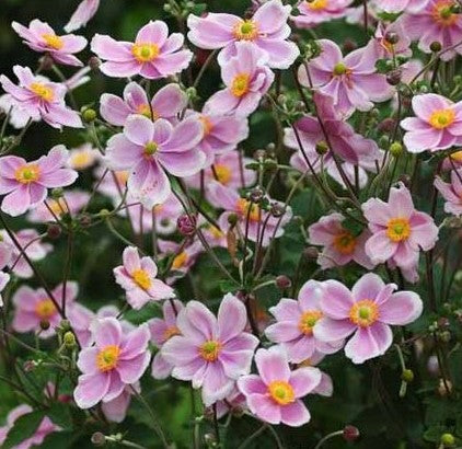 ANEMONE X HYBRIDA CURTAIN CALL PINK / JAPANESE ANEMONE