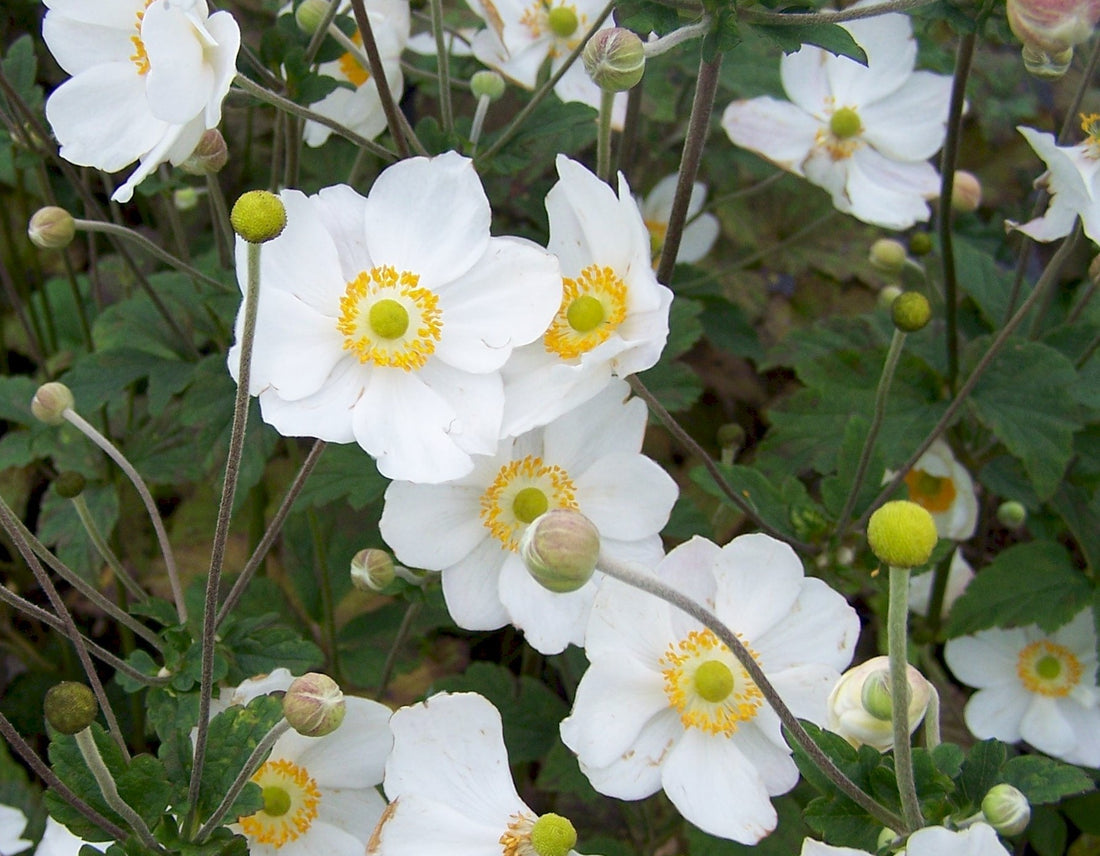 ANEMONE X HYBRIDA HONORINE JOBERT / JAPANESE ANEMONE