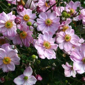 ANEMONE X HYBRIDA QUEEN CHARLOTTE / JAPANESE ANEMONE