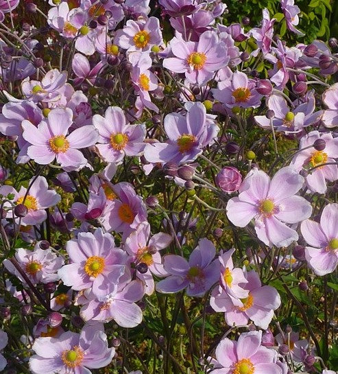 ANEMONE X HYBRIDA SEPTEMBER CHARM / JAPANESE ANEMONE