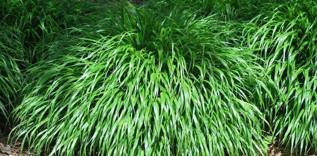 HAKONECHLOA MACRA / JAPANESE FOREST GRASS
