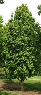 ACER SACCHARUM APOLLO® / APOLLO® SUGAR MAPLE
