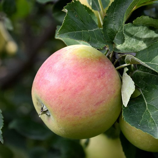 APPLE GOODLAND / GOODLAND APPLE