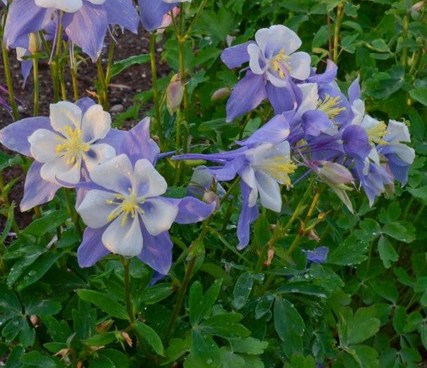 AQUILEGIA X BLUE BIRD / COLUMBINE