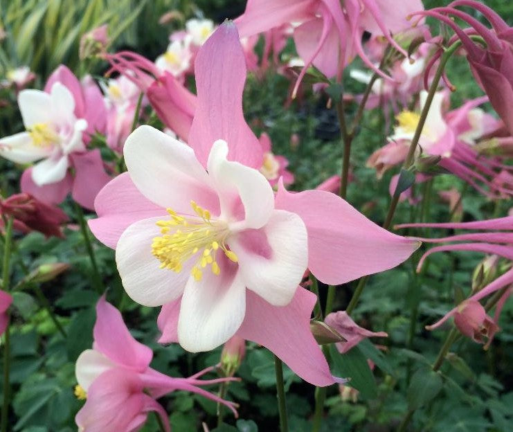AQUILEGIA X ROBIN / COLUMBINE