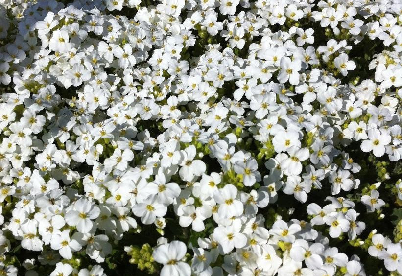 ARABIS CAUCASICA SNOWCAP / WALL CRESS