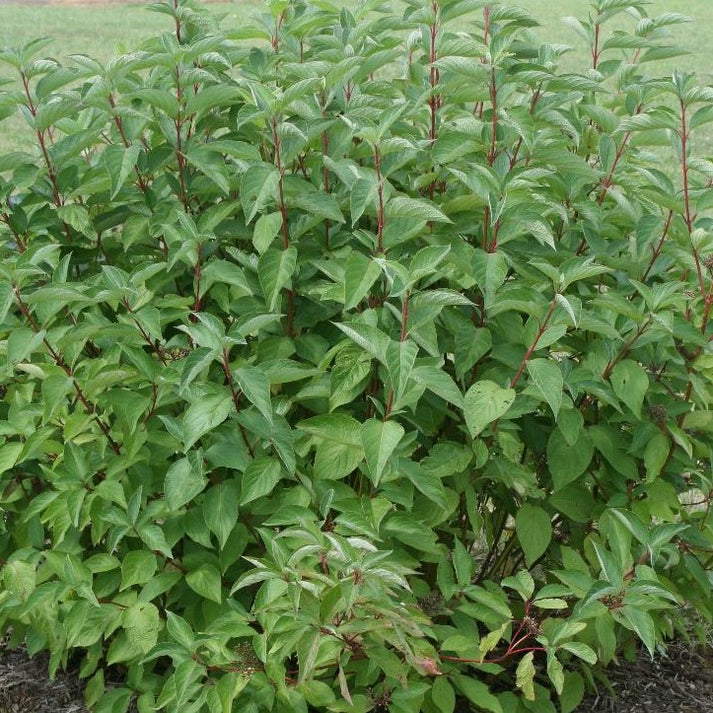 CORNUS SERICEA ARCTIC FIRE™ / ARCTIC FIRE DOGWOOD – Diggin it Nursery