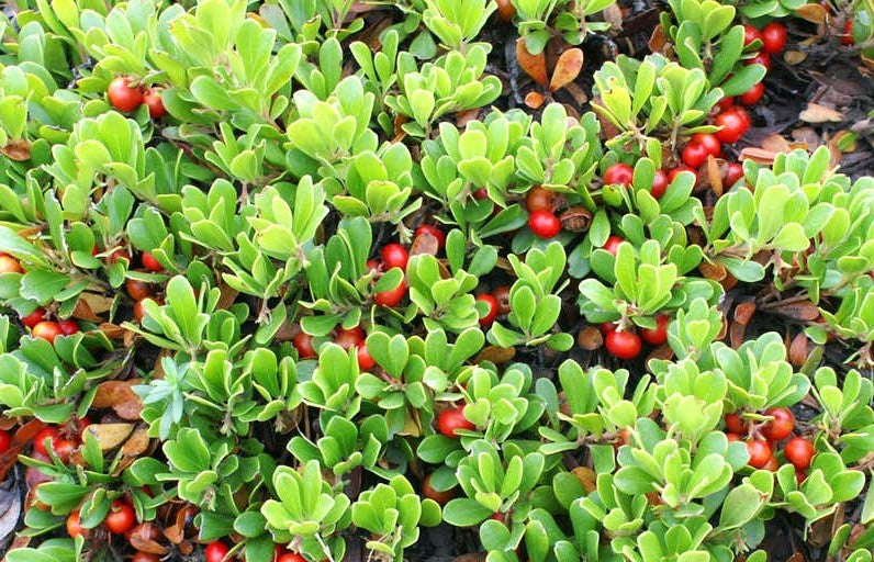 ARCTOSTAPHYLOS UVA-URSI / BEARBERRY