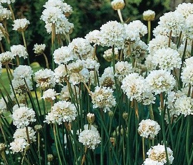 ARMERIA MARITIMA ALBA / SEA THRIFT