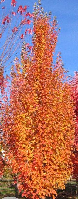 ACER RUBRUM ARMSTRONG GOLD™ / ARMSTRONG GOLD™ MAPLE – Diggin it Nursery