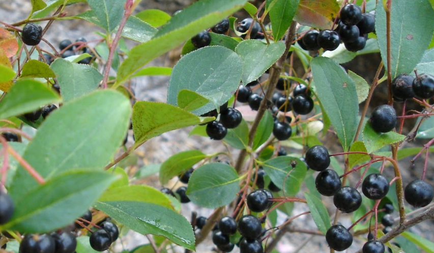ARONIA MELANOCARPA / BLACK CHOKEBERRY