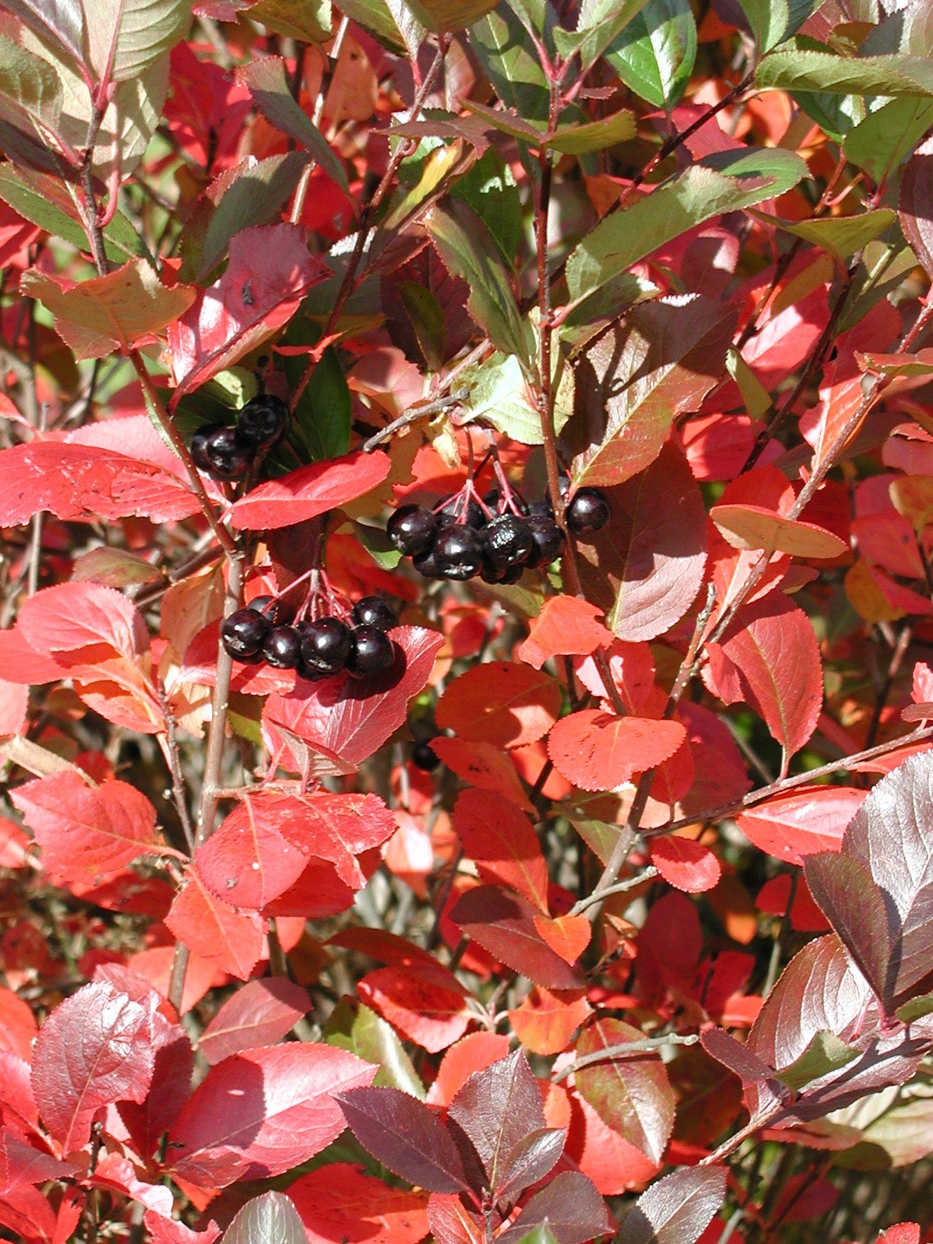 ARONIA PRUNIFOLIA ARON / ARON CHOKECHERRY