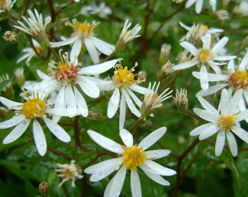 ASTER DIVARICATUS / WHITE WOOD ASTER