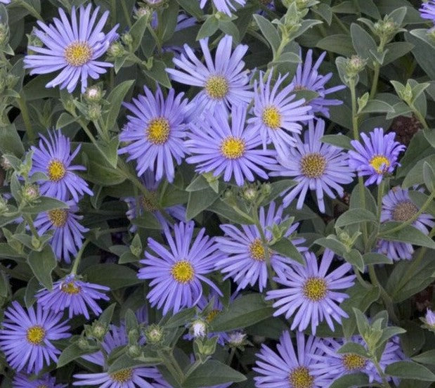 ASTER DUMOSUS WOOD&