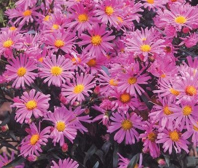 ASTER DUMOSUS WOOD&